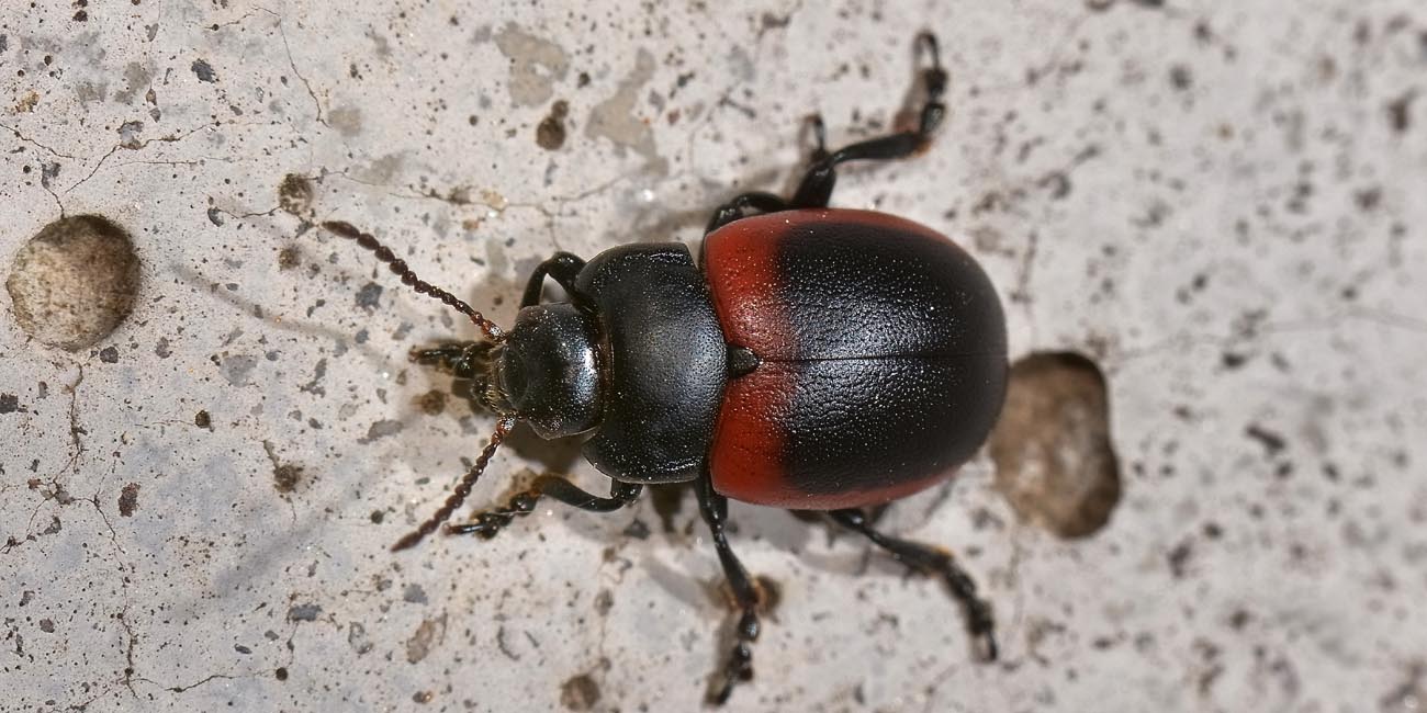 Chrysolina limbata, maschio